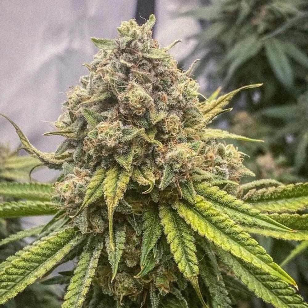 Crazy Roses Fast Version: Die ideale Wahl für Liebhaber von starken Indica-Sorten