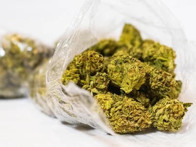 Warum Cannapot nur die besten Marihuanasamen auswählt