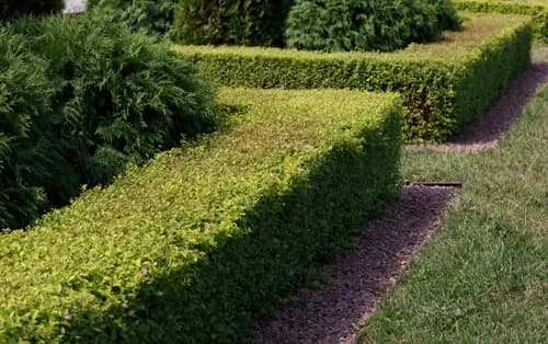 Gartenträume verwirklichen: Heckenpflanzen einfach online kaufen