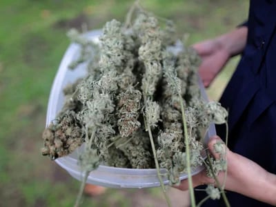 Alles über feminisierte Samen – Cannabissamen kaufen legal in Deutschland