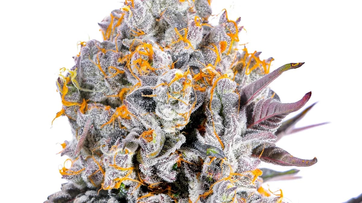 Buy Infused Marijuana: A Complete Educational Guide to Potency, Effects, and Safety
