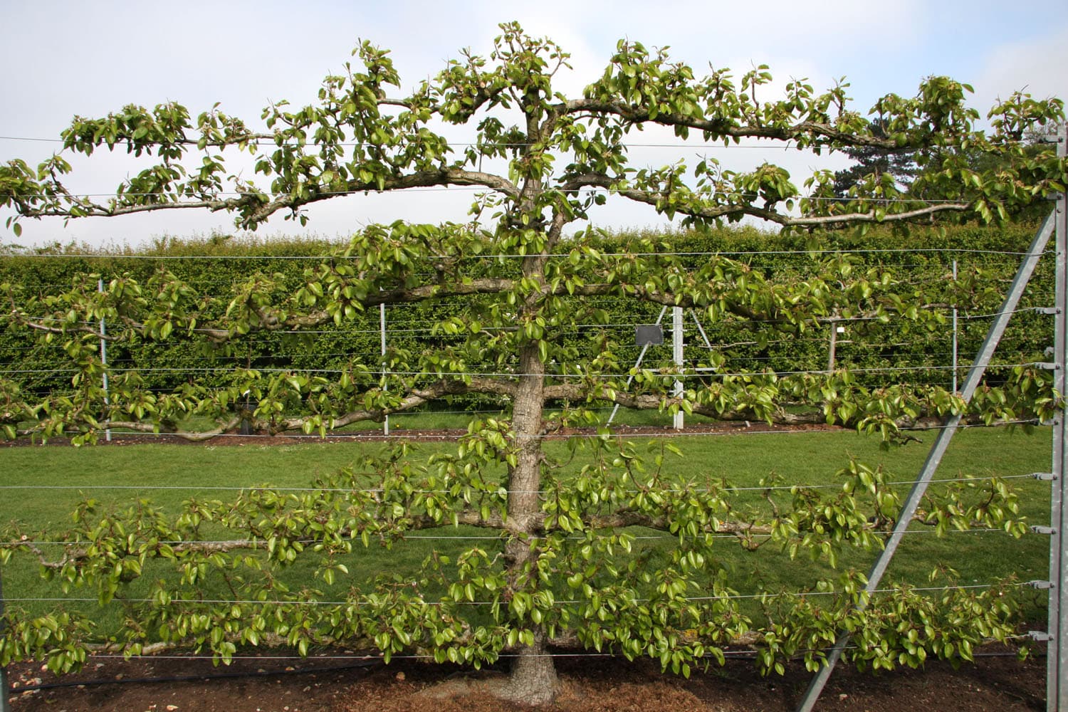 So finden Sie die idealen Sichtschutz Spalierbäume für Ihren Garten