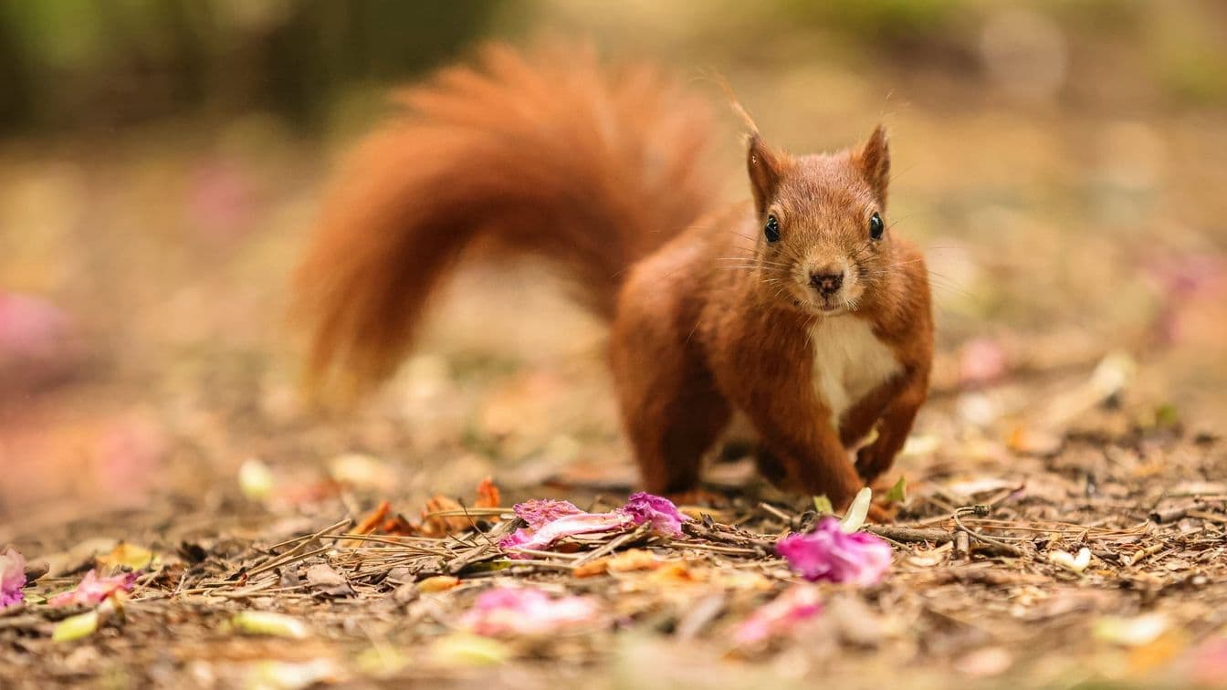 Wildlife fotografie: Entdecke die Schönheit der Natur durch das Fenster zur Welt