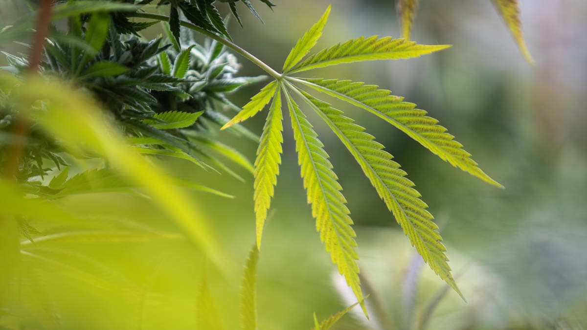 Alles über feminisierte Samen – Cannabissamen kaufen legal in Deutschland
