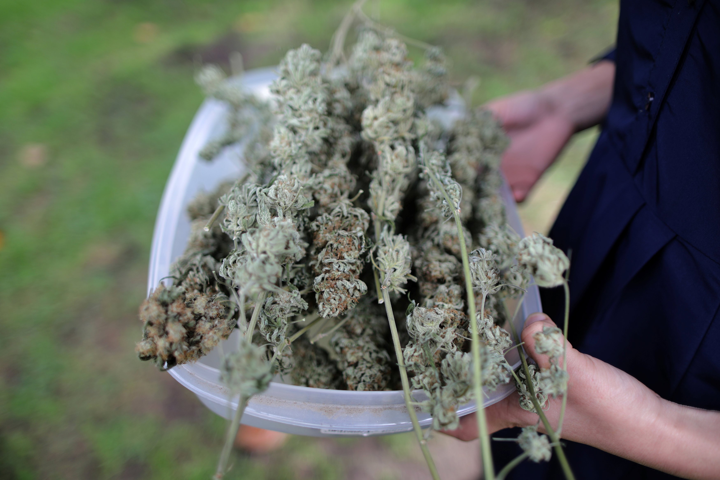 Alles über feminisierte Samen – Cannabissamen kaufen legal in Deutschland