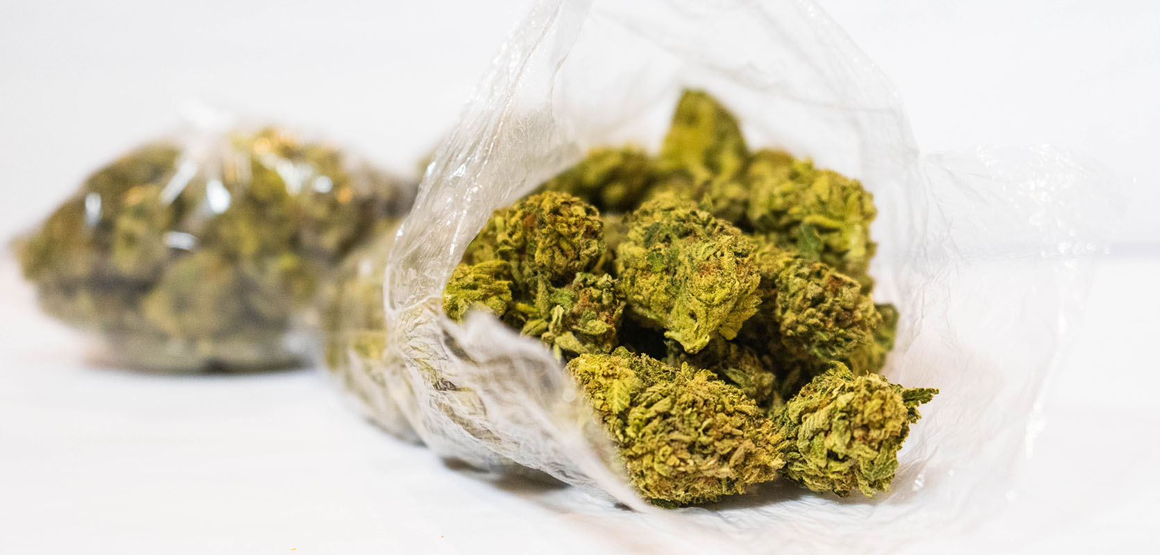 Warum Cannapot nur die besten Marihuanasamen auswählt