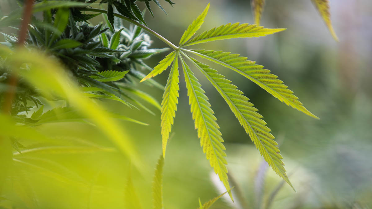 Alles über feminisierte Samen – Cannabissamen kaufen legal in Deutschland
